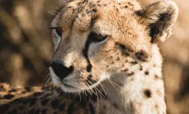 Luxury Flying Safari